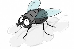 fliege
