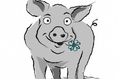 schwein